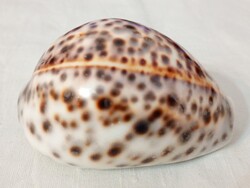 Sea Porcelain Snail - Kauri - Tiger Cowrie Shell 8cm Cypraea tigris tigris shell