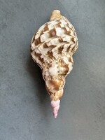 Larger Charonia-Tritonis Horn Shell, Triton Horn or Triton Snail