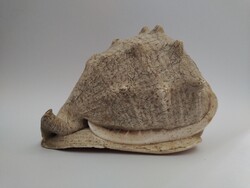 Unique Large Size Horned Helmet Shell (Cassis cornuta) - 18 cm