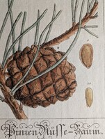 Különleges, múzeumi minőségű ritkaság gyűjtőknek és a klasszikus botanika szerelmeseinek!