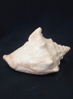 Old Large Sea Shell
