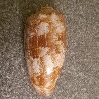 Sea snail