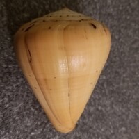 Sea snail