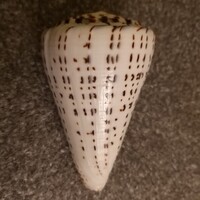 Sea snail
