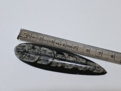 Orthoceras csiszolt fosszília. Mérete: 7,5 x 2 cm