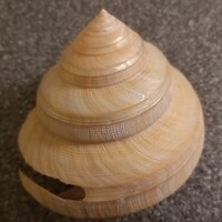 Sea snail