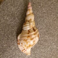 Sea snail