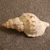 Sea snail