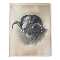 Ritka Friedrich Specht: Merinó kos – nagyméretű színezett litográfia (64x50 cm)