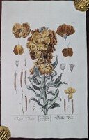 Kézzel színezett rézmetszet 1754-ből: Elizabeth Blackwell – Sárgaviola (Keiri)