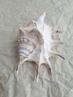 Sea Shell, 13 x 9 x 6 cm