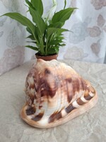 Nagyméretű tengeri csiga, 15,5 x 9,5 x 8,5 cm