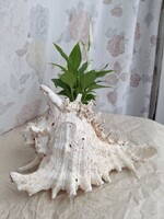 Large Sea Snail, 25 x 19 x 16 cm