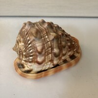 Sea Shell, Sisk Shell