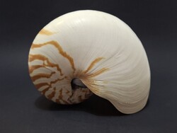 Nautilus tengeri csiga, 14 x 16 x 9 cm