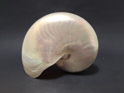 Nautilus sea snail, 13 x 15 x 9 cm