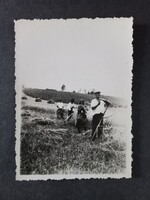 Régi fotók Aratás Békéscsaba környékén – 3 db eredeti fotó, Mirál Foto Békéscsaba, kb. 1930-as évek