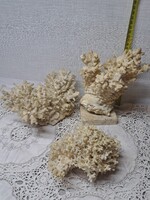 Sea Coral Collection