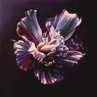 Hibiscus2.
