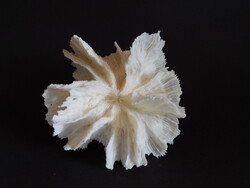 Salad Coral (flower coral)