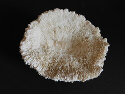 Button Coral 11 cm