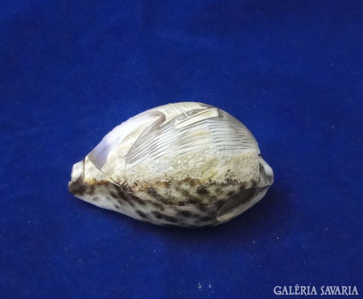 8594 Sorrento feliratos tengeri kagyló