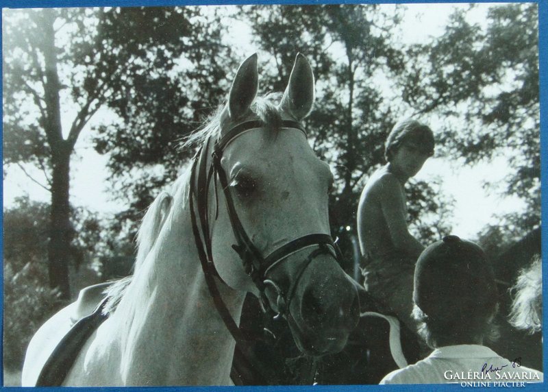 0C216 Eredeti lovas fotográfia Polner szignóval