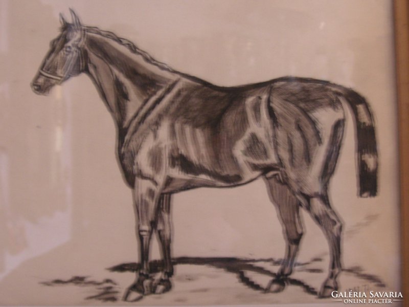 A drawing by János Viski of a well-positioned stallion