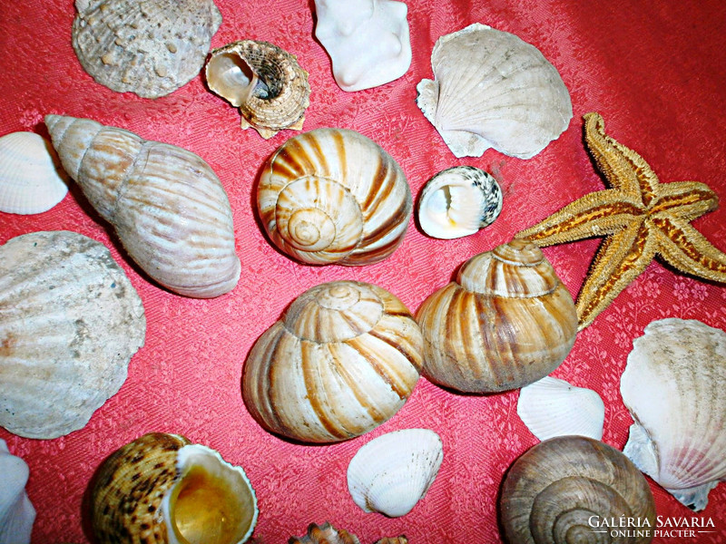 The wonder shells of the sea!