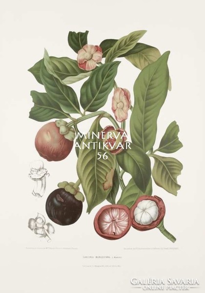 Antique botanical illustration of mangosteen garcinia tropical exotic fruit java. Reprint print