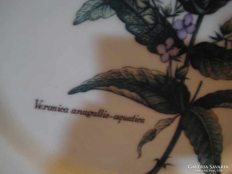 Veronica anagallis  agatica  ,  gyógynövény , botanikus  dísztányér   25 cm