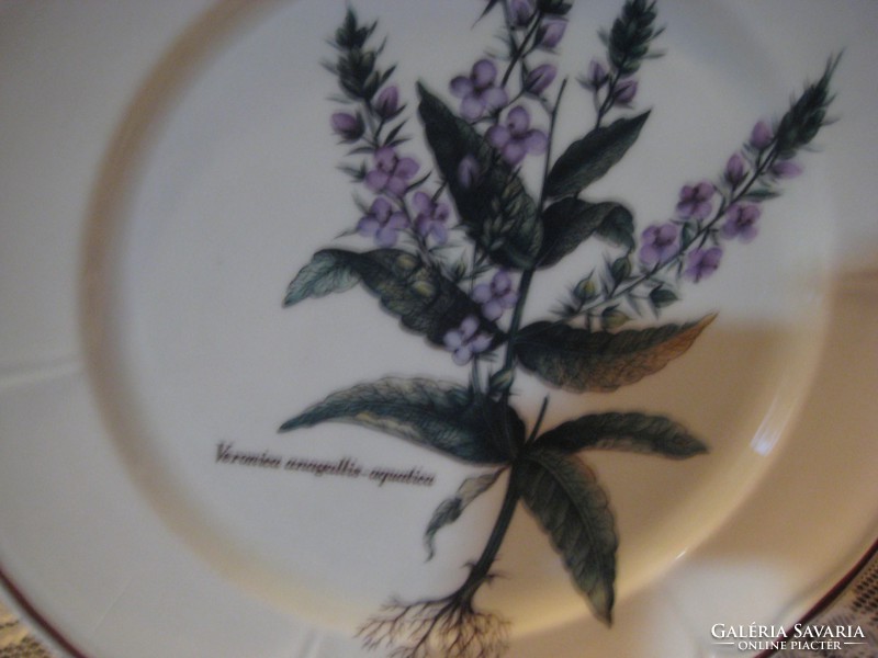 Veronica anagallis agatica, herb, botanical decorative plate 25 cm