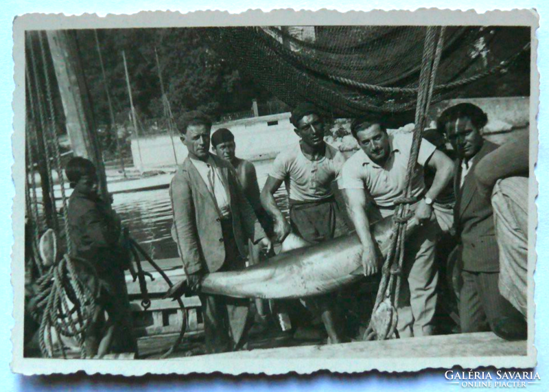 Abbáziai delfinvadászok, 1932. Amatőr fotó, kiváló minőségben