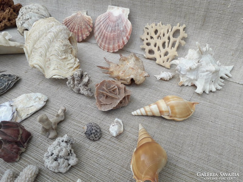 Sea shells snails and fossils.