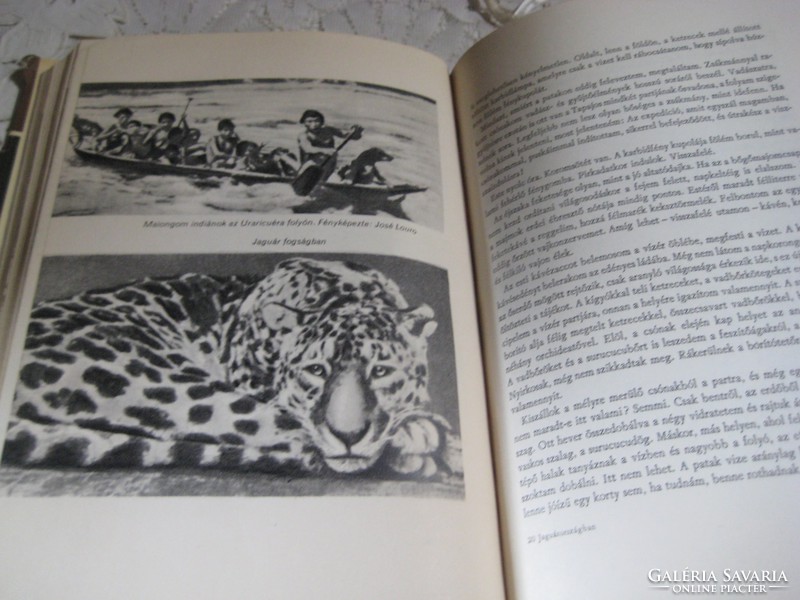 Gábor Molnár: jaguar country thought published in 1968