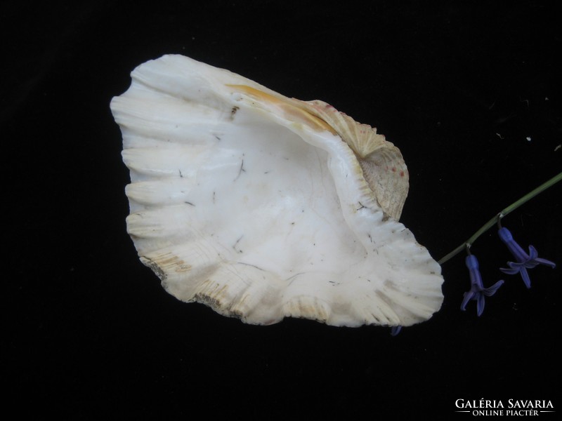 Sea .. Shells 17 x 12 cm