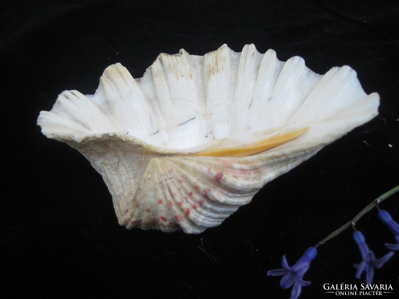 Sea .. Shells 17 x 12 cm