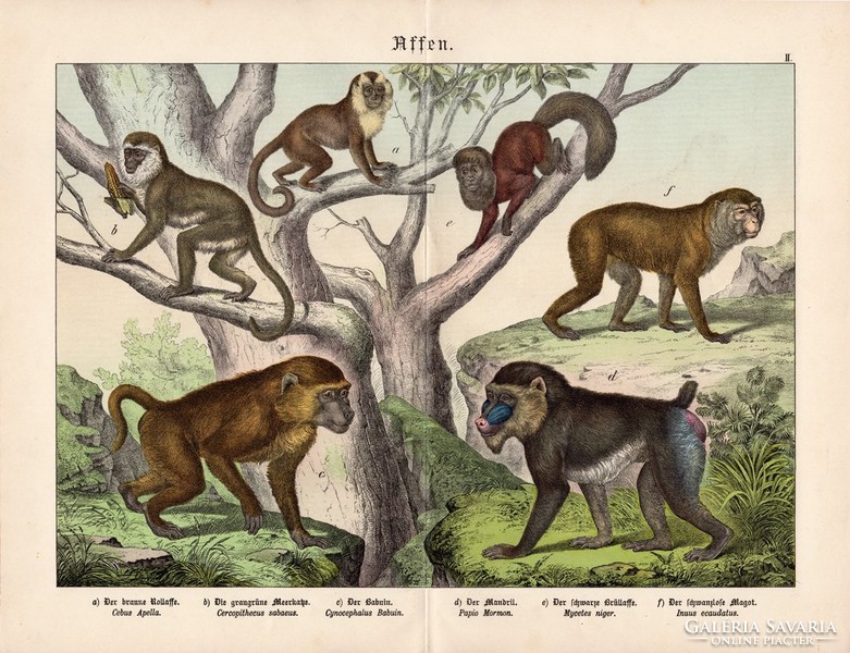 Majmok (2) litográfia 1886, német nyelvű, eredeti színes nyomat, majom, 32 x 41 cm, babuin, mandrill