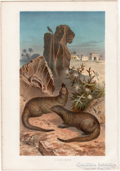 Egyiptomi mongúz, litográfia 1883, színes nyomat, eredeti, Brehm, Thierleben, állat, emlős, ihneumon