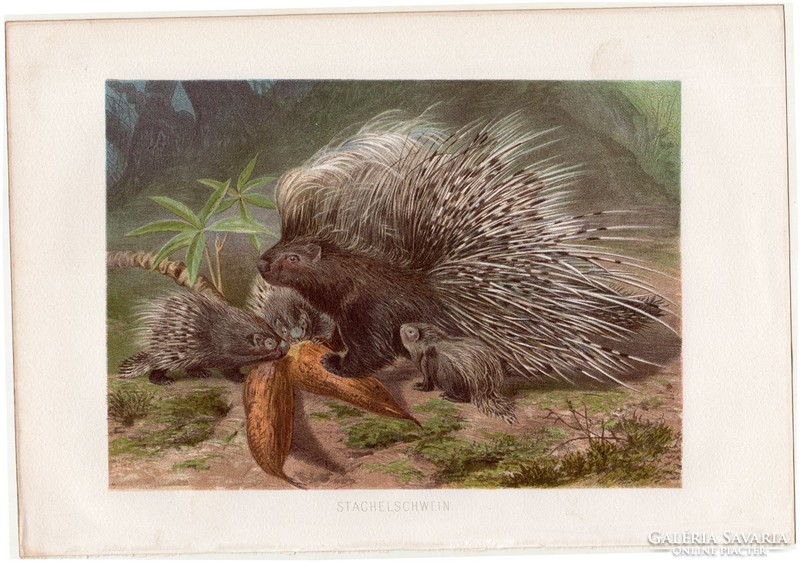 Sündisznó, litográfia 1883, színes nyomat, eredeti, Brehm, Thierleben, állat, emlős, sünfélék
