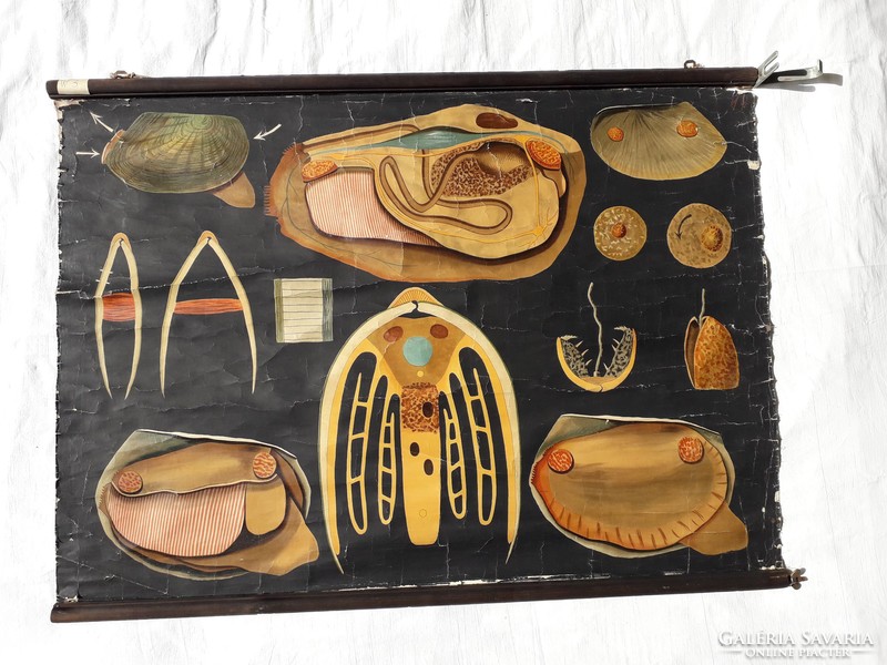 Antik 1902 - 1903 iskolai anatómiai oktató tábla - litográfia vászonra kasírozva - 99 cm x 73 cm