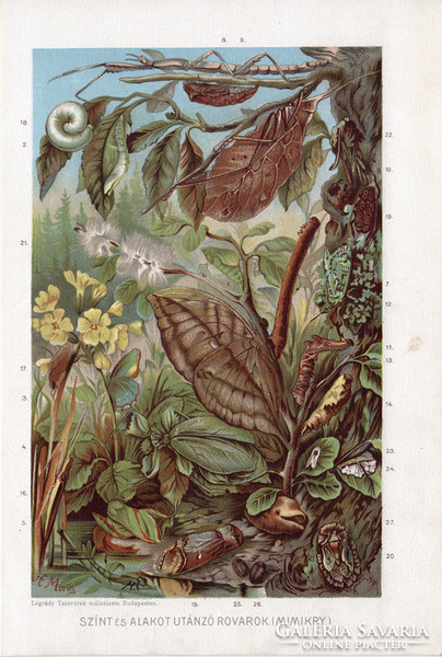 Mimikri, litográfia 1907, színes nyomat, eredeti, magyar, Brehm, állat, utánzó, rovar, szín, alak