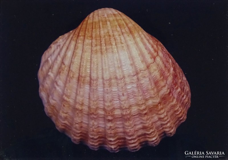 1B991 Művészi fotográfia : Shell kagyló