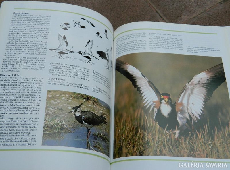 Encyclopedia of Animals - Waterfowl