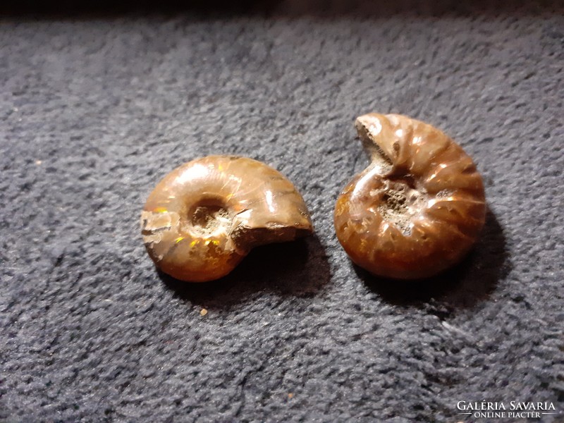 Madagaszkári hibátlan irizáló ammonitesz par