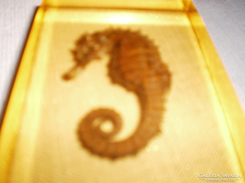 Seahorse encased in amber