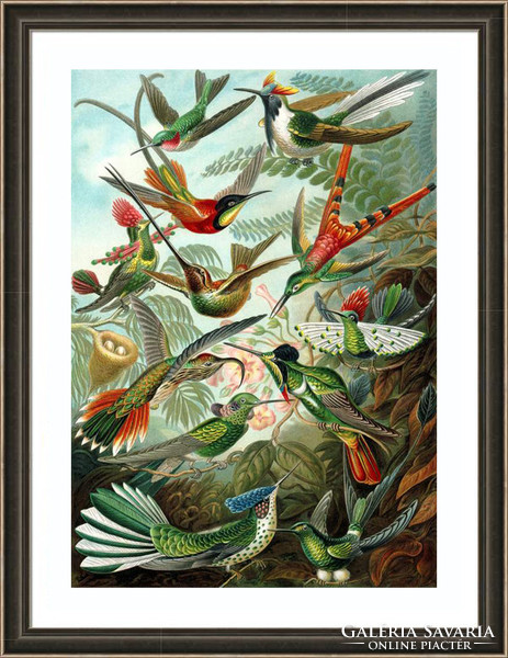 Kolibri színes egzotikus trópusi madarak őserdő Ernst Haeckel 1904 vintage zoológiai nyomat reprint