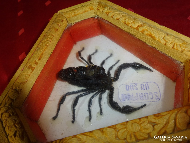 Black scorpion from the south, in a wooden and glass gift box under a glass plate. Scorpion du sud. He has!