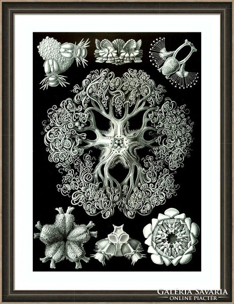 Fosszíliák kövületek geometrikus állati formák Haeckel 1904 vintage zoológiai illusztráció reprint