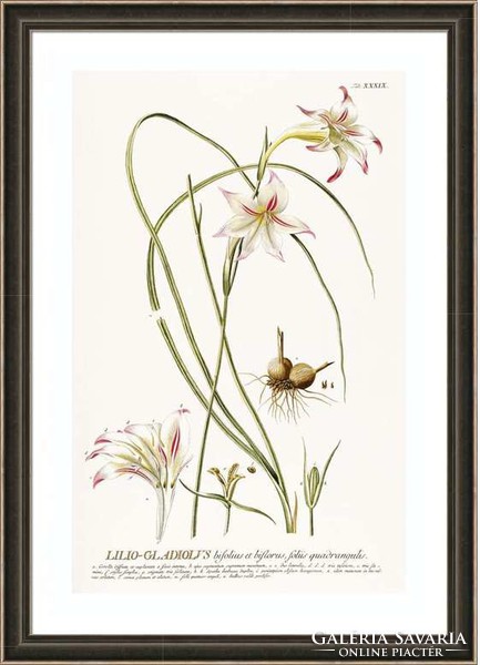 Fehér cirmos liliom kardvirág hagymás kerti dísznövény G.Ehret Antik botanikai illusztráció reprint